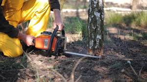 Best Tree and Shrub Care  in Glen Head, NY